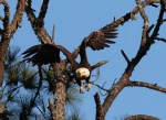 Bald Eagle Jumps Off From Pine&nbsp;Tree