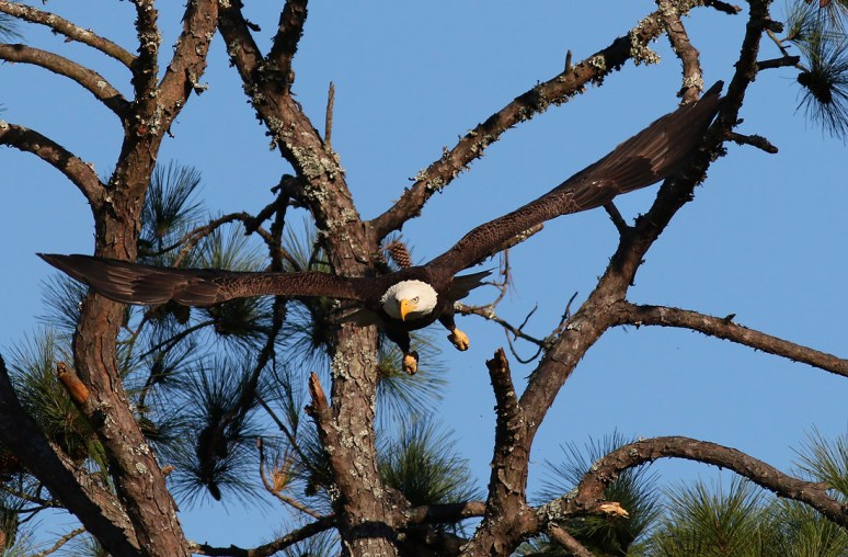 Bald Eagle Jumps Off From Pine Tree