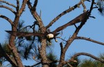 Bald Eagle Jumps Off From Pine&nbsp;Tree