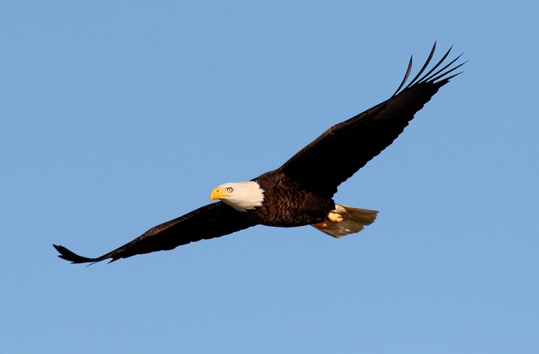 Bald Eagle Jumps Off From Pine Tree