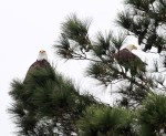 Bald Eagle Pair Active&nbsp;Morning