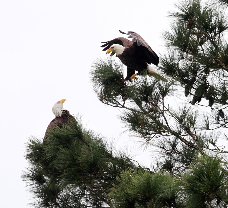 Bald Eagle Pair Active Morning 