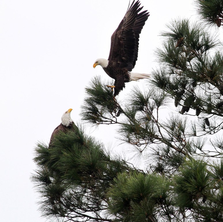 Bald Eagle Pair Active Morning 
