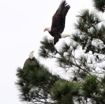 Bald Eagle Pair Active&nbsp;Morning