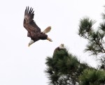 Bald Eagle Pair Active&nbsp;Morning