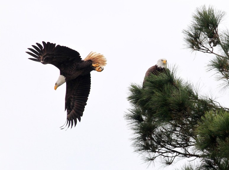 Bald Eagle Pair Active Morning 