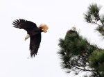Bald Eagle Pair Active&nbsp;Morning
