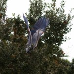 Blue Heron Falls Out of&nbsp;Tree