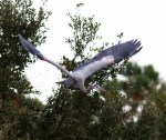 Blue Heron Falls Out of&nbsp;Tree
