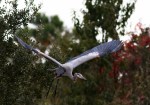 Blue Heron Falls Out of&nbsp;Tree