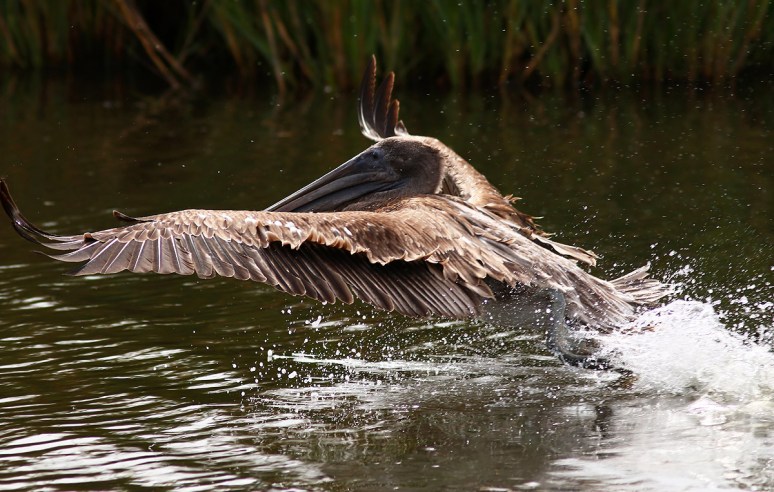 Brown Pelican Morning Fishing in the Marsh 