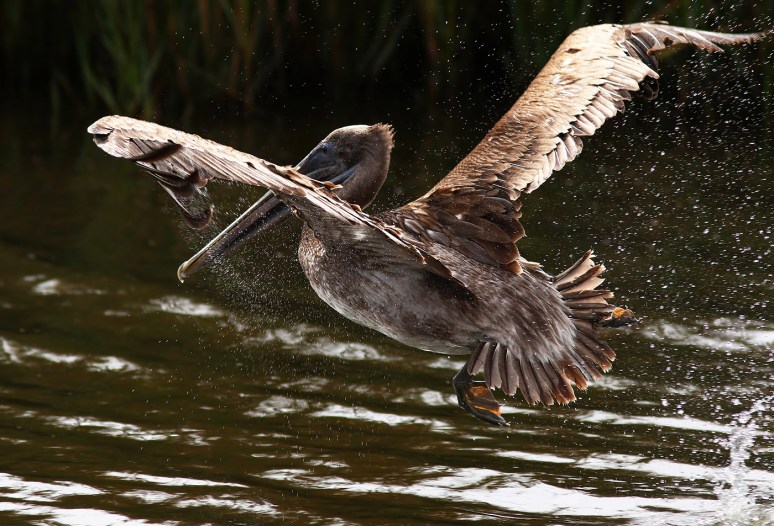 Brown Pelican Morning Fishing in the Marsh 