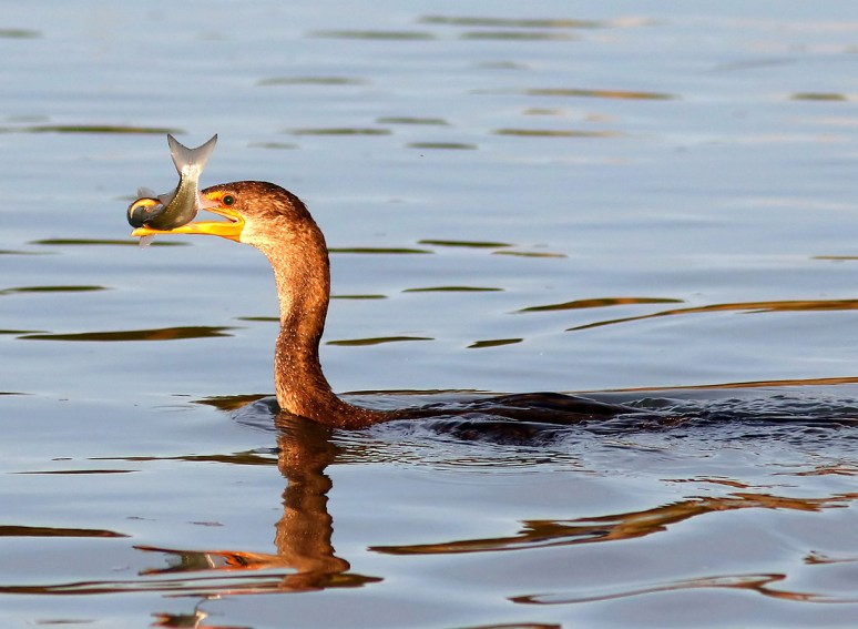 Cormornat Fishing in the Salt Marsh 