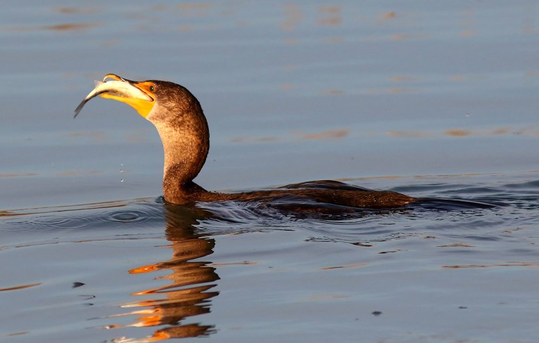 Cormornat Fishing in the Salt Marsh 