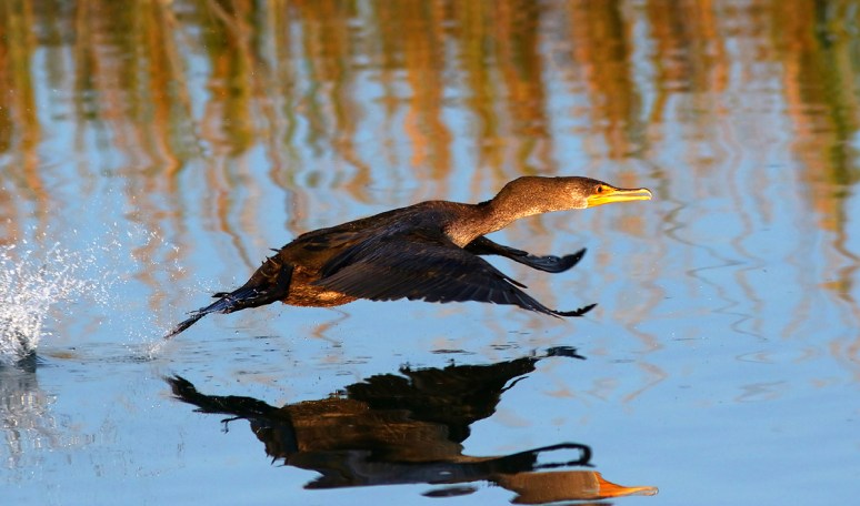 Cormornat Fishing in the Salt Marsh 