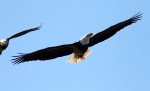 Eagle Gets Chased&nbsp;Away