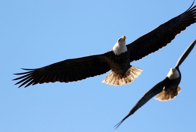 Eagle Gets Chased Away