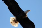 Eagle Gets Chased&nbsp;Away