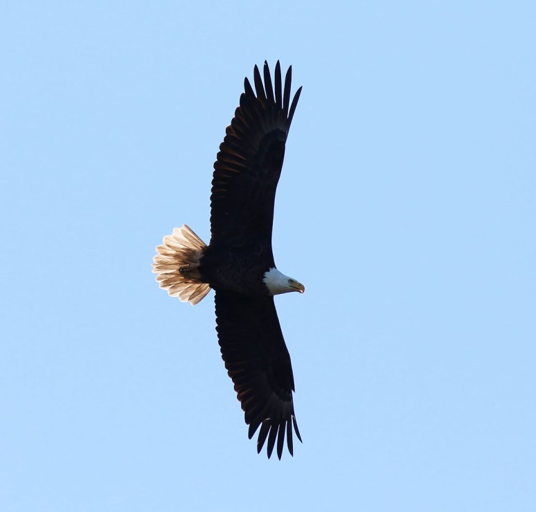 Eagle Gets Chased Away