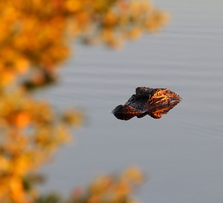 Fall Foliage and Alligator