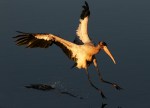 Fun With Wood&nbsp;Storks