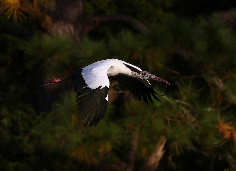 Fun With Wood Storks 