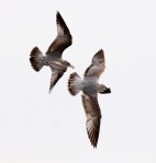 Gull Chasing Gull