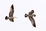 Gull Chasing Gull