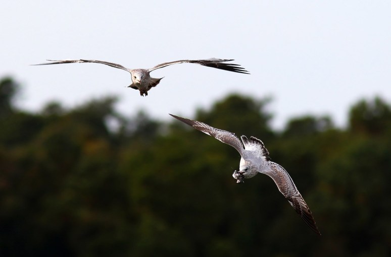 Gull Chasing Gull 