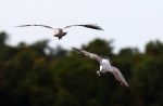 Gull Chasing Gull