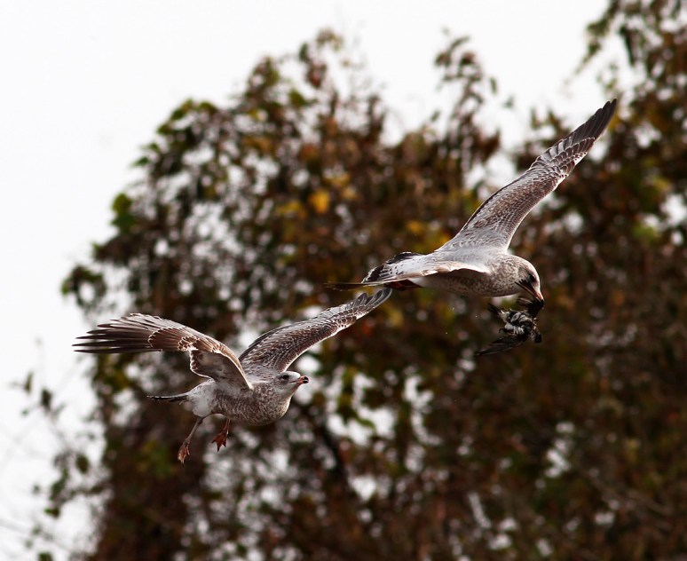 Gull Chasing Gull 