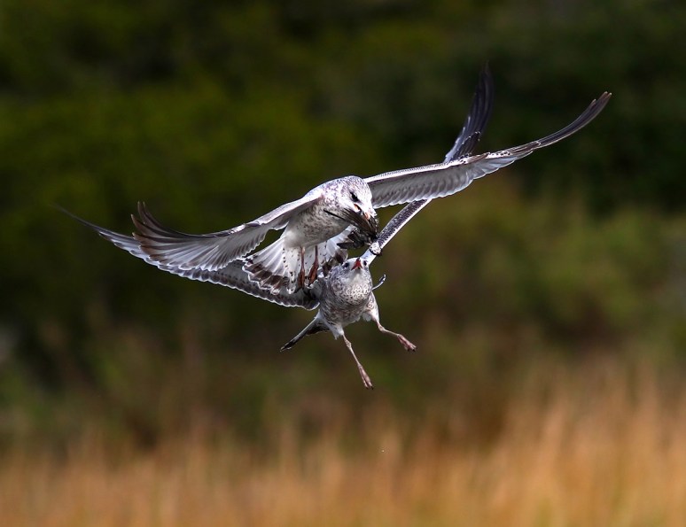 Gull Chasing Gull 