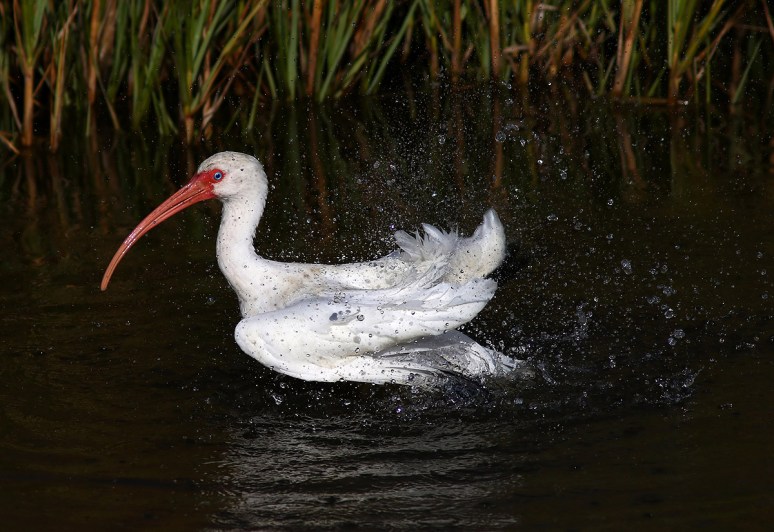Ibis Bathing 