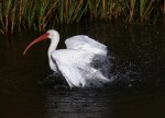 Ibis Bathing