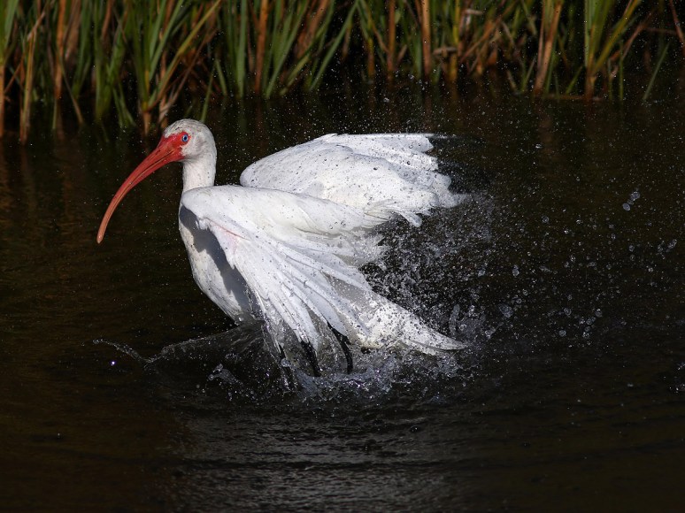 Ibis Bathing 
