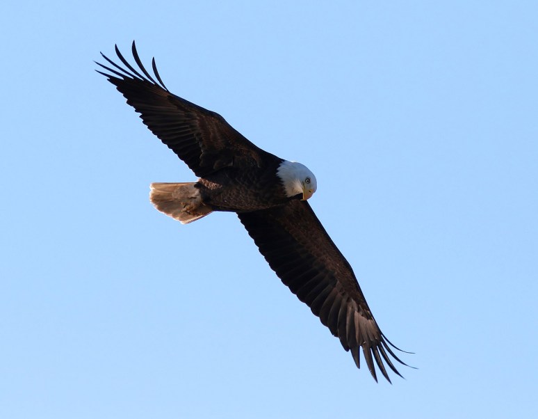 Looking For a Place To Land 