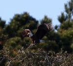 Looking For a Place To&nbsp;Land