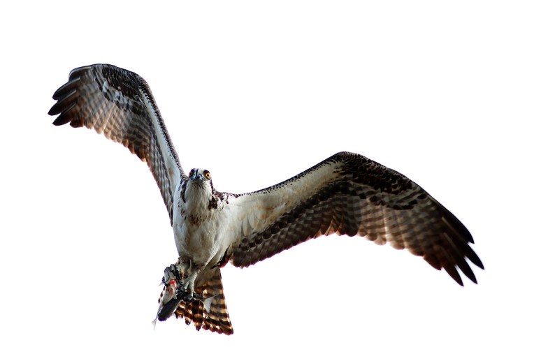 Osprey Flight with Two Fish