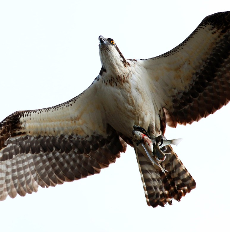 Osprey Flight with Two Fish