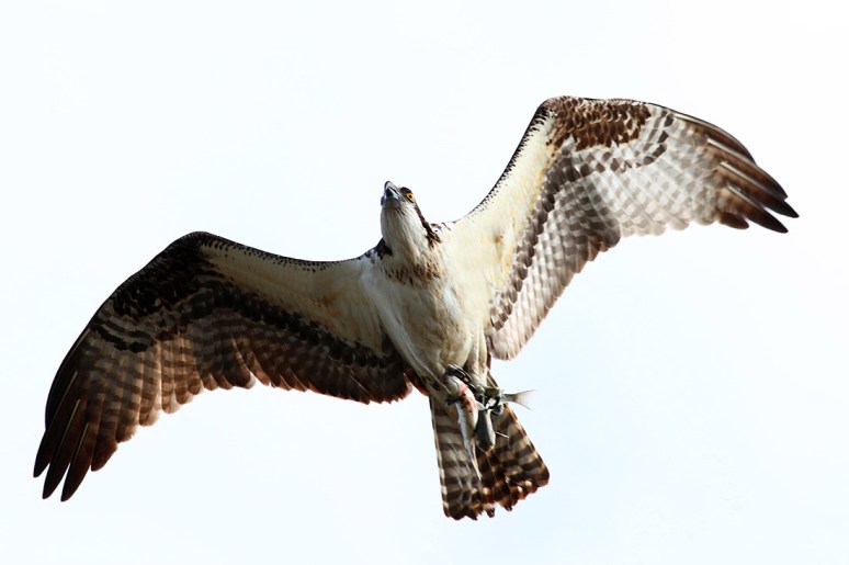Osprey Flight with Two Fish