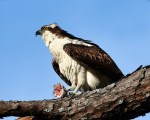 Osprey in PineTree with&nbsp;Fish