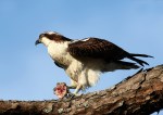 Osprey in PineTree with&nbsp;Fish