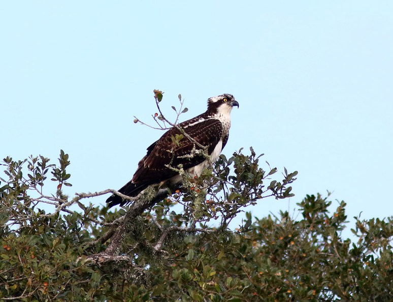 Osprey Jumps Off From Pine Tree 