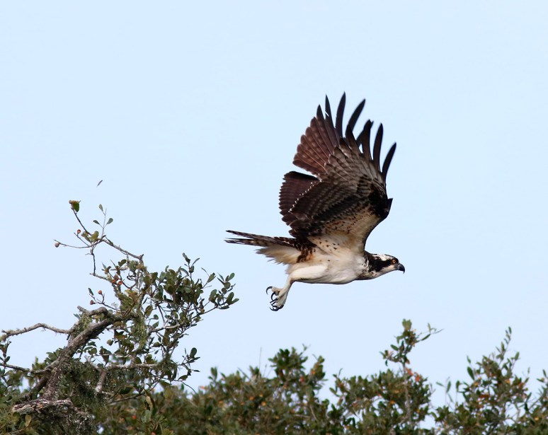 Osprey Jumps Off From Pine Tree 