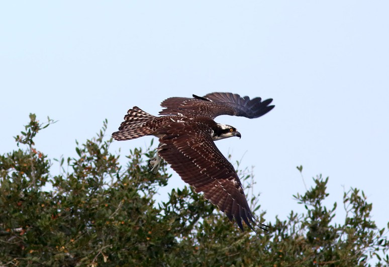 Osprey Jumps Off From Pine Tree 