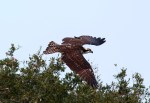 Osprey Jumps Off From Pine&nbsp;Tree