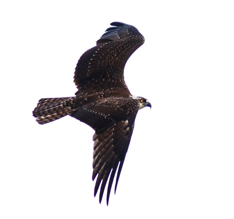 Osprey Jumps Off From Pine Tree 