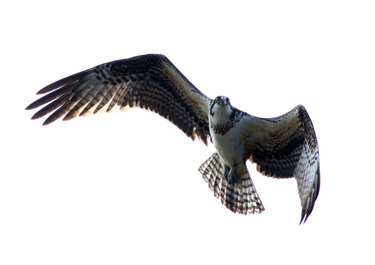 Osprey Jumps Off From Pine Tree 