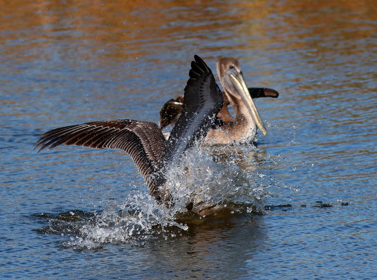 Pelicans Splashing Around 