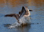 Pelicans Splashing Around